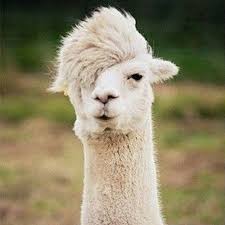 南北加“草泥马节”来了！一大波神兽正在靠近！