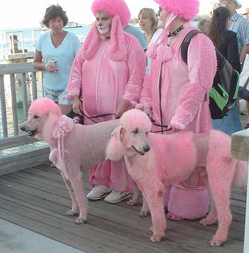 爱狗人士莫错过~万圣节狗狗大游行在长堤市登场