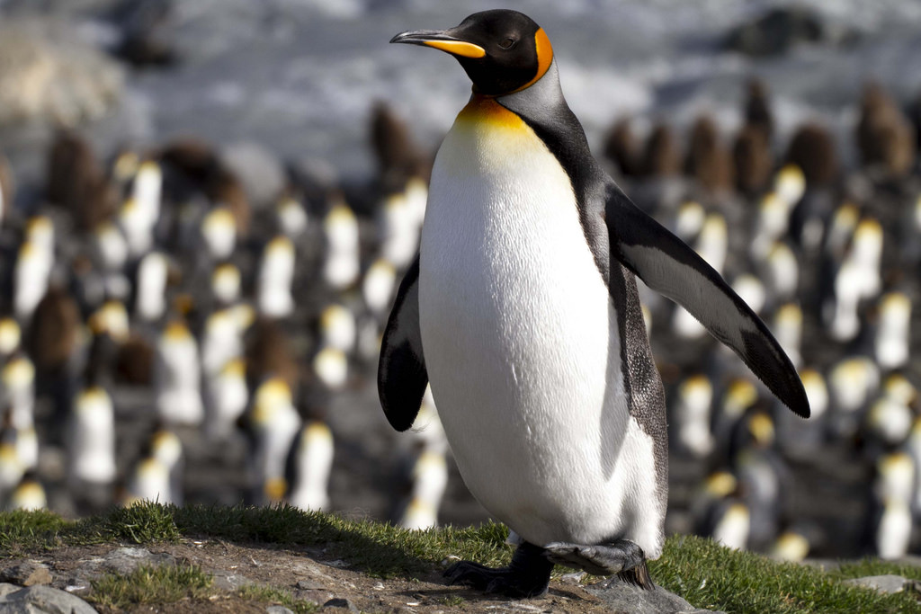 吃饭越跑越远 70%国王企鹅危险了