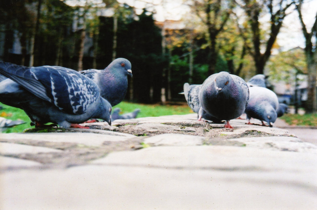 都市环境污染知多少 研究找鸽子来解答