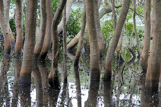 红树林是储碳宝库 全球砍伐损失等於缅甸一年碳排量