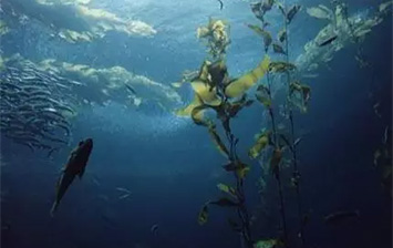 草本人生：褐藻糖胶 - Fucosea®里最好的馈赠