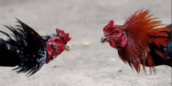 这个时代还有‘斗鸡’？洛杉矶警方突袭行动中发现1000多只！