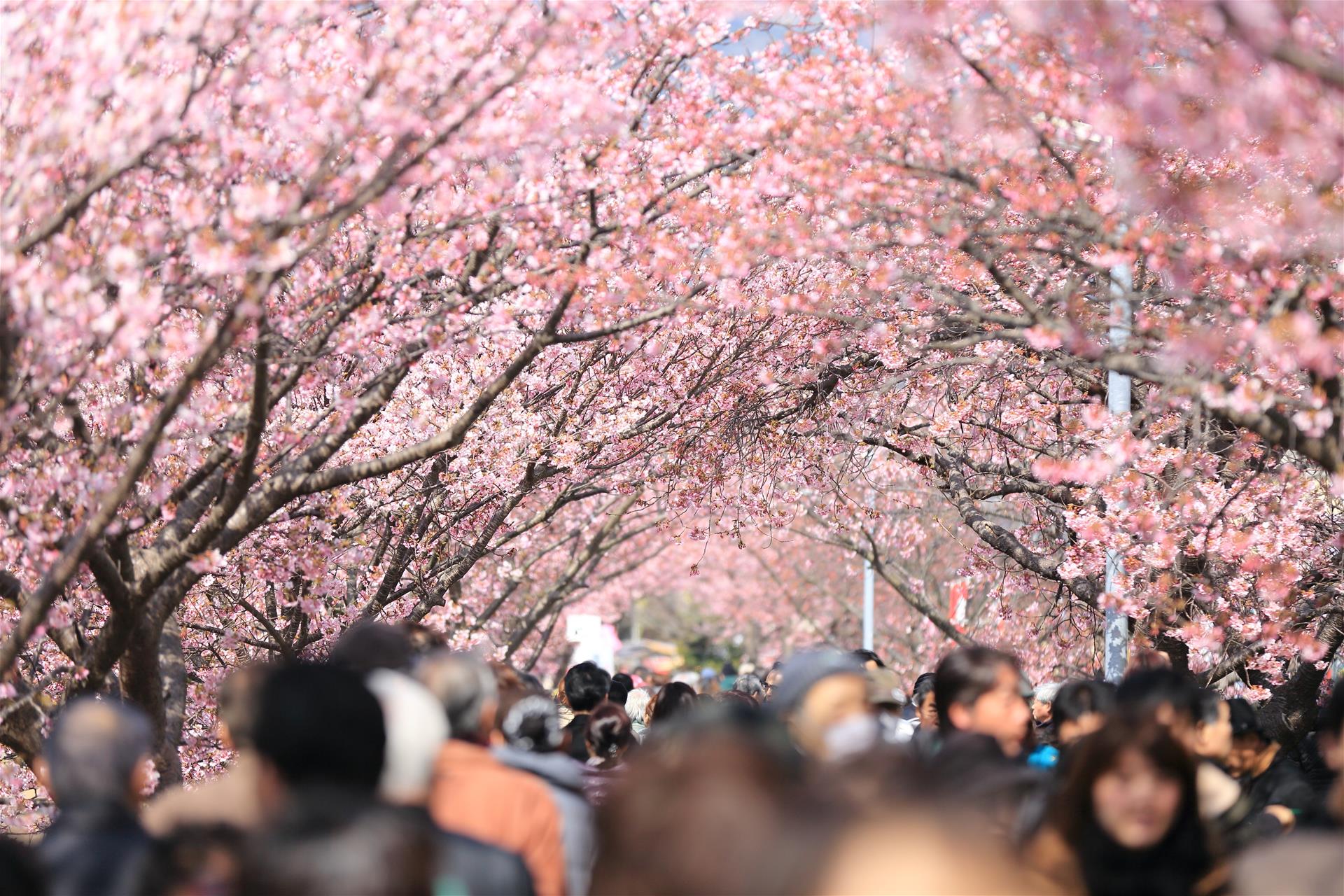 河南鹤壁樱花节图片图片