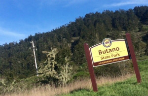布丹諾州立公園 Butano State Park