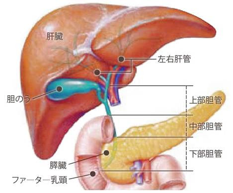 《国际医疗首诊病例》转移性胆管癌在什麽条件下可用免疫治疗