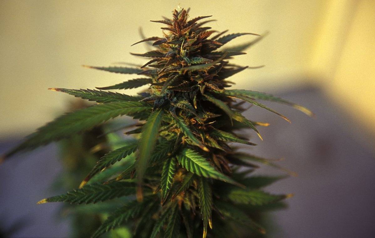 百年禁令掰掰 加拿大通过大麻全面合法化
