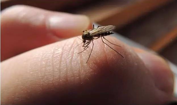 圣弗南度谷发现携带西尼罗病毒蚊虫
