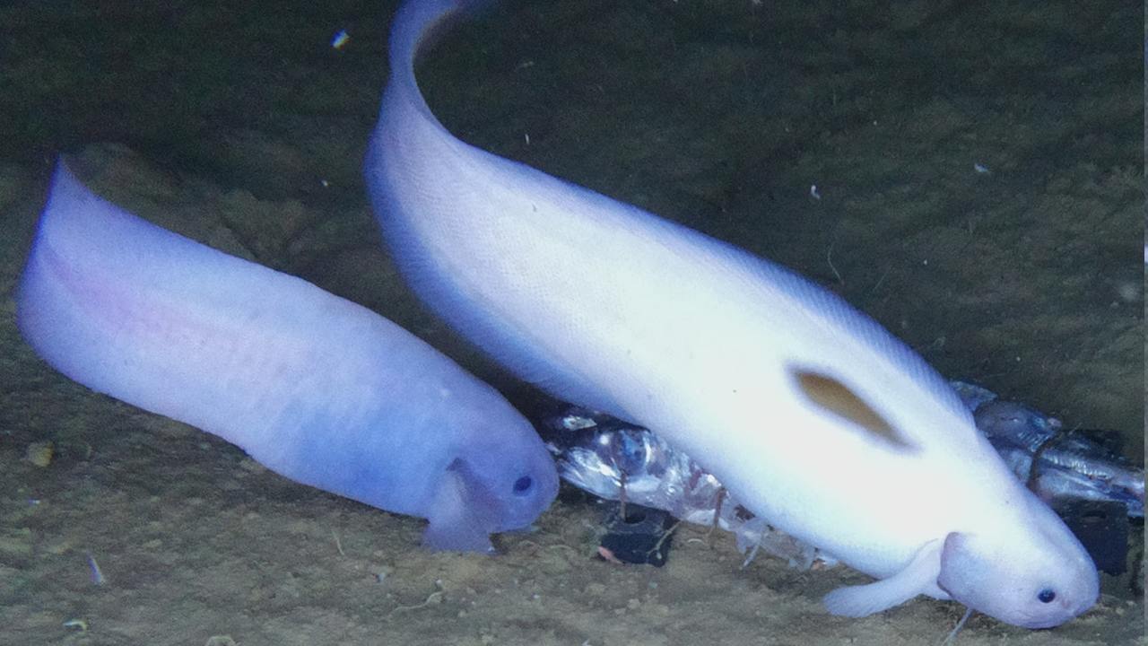 万尺海底发现新鱼种 颠覆深海鱼恐怖形象