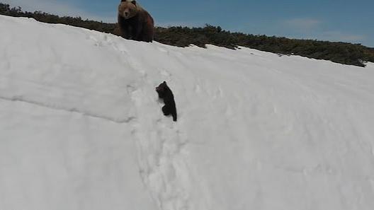 熊宝宝爬雪山的视频火了 “我们需要向熊宝宝学习”