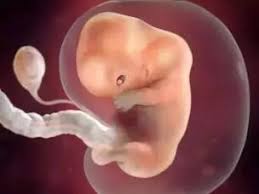 从受精卵到生命，我们是如何诞生的？