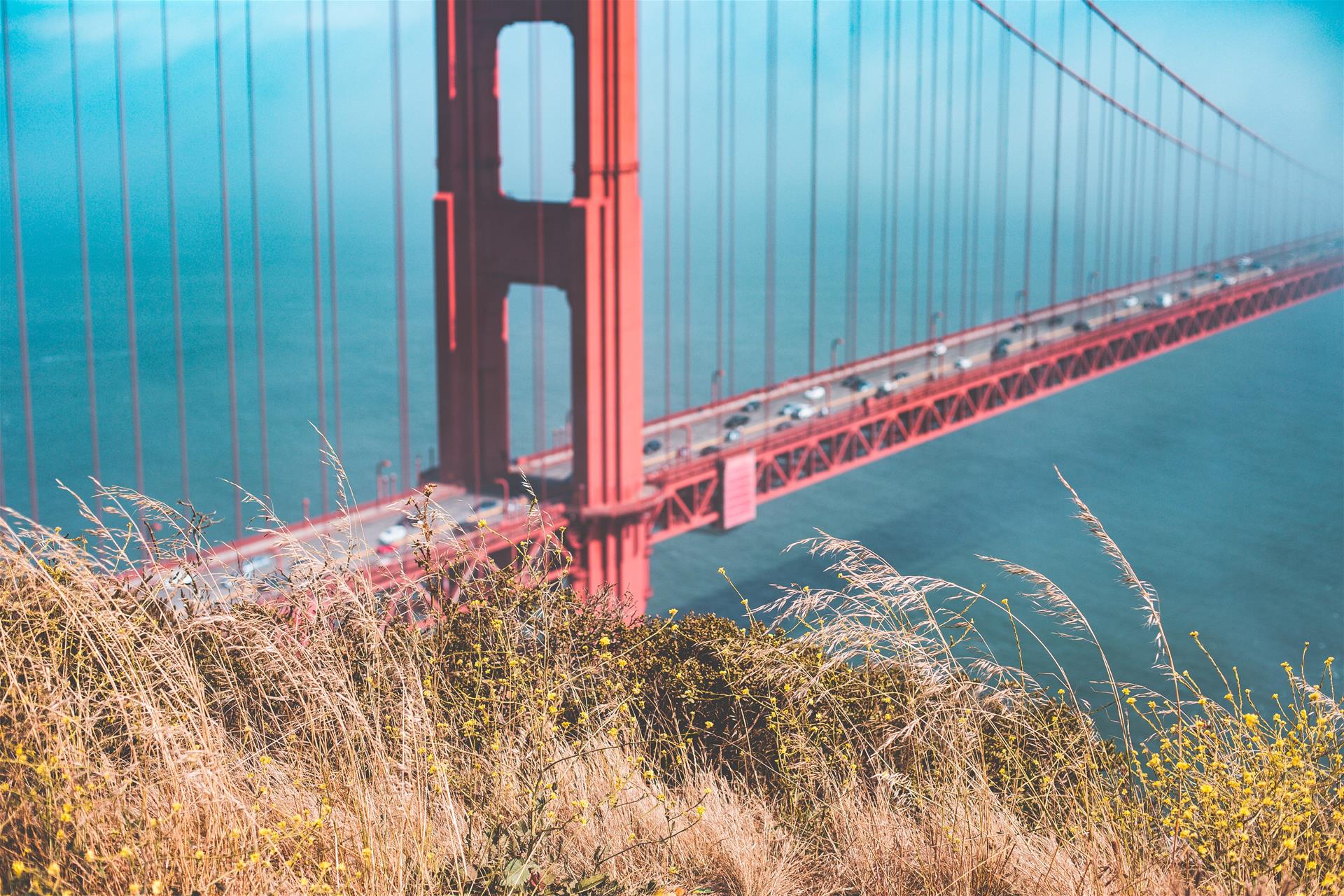 Grass with Golden Gate Bridge in Background Free Image Download