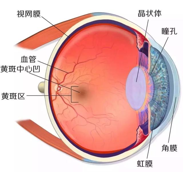 吃啥能护眼？不值钱的它，比蓝莓更有效