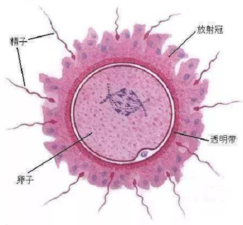 【代孕】精子“求爱”历险记~| 愛心樹代孕中心