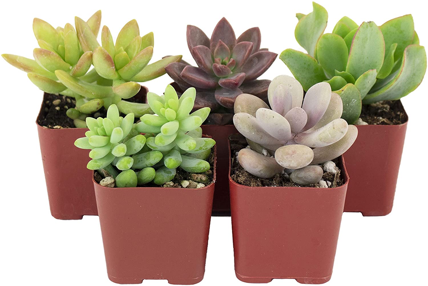 Shop Succulents 多肉植物盆栽5盆现价 16 03 原价 23 99 洛杉矶华人工商 华人商家 华人商家折扣 华人商家名企认证 华人名企认证 华人社区生活指南 华人生活指南