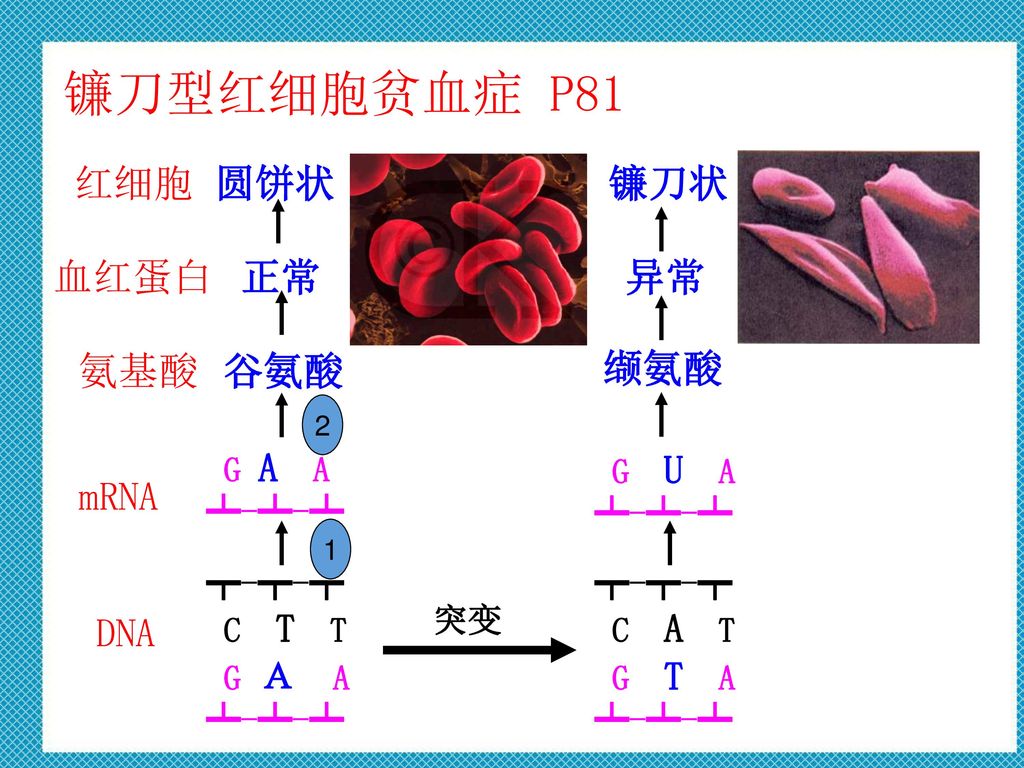 人类正在见证自己进化，科学家发现手臂长出新血管，颈部现新器官