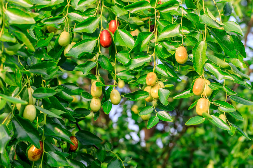 正規品】 【レア果樹】Syzygium longifolium 植物/観葉植物 - abacus