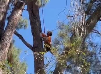 【生活】特殊砍樹Special Tree Service 有保險有執照，專業安全 | 特殊砍樹Special Tree Service