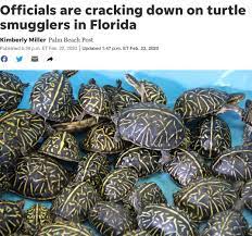 中国留学生走私600只乌龟，在美被判刑并遣返！