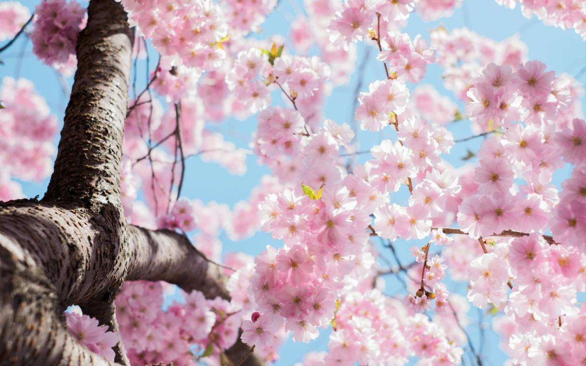 【全民講堂】四月加州“超級花季“，踏青賞花趁當下！