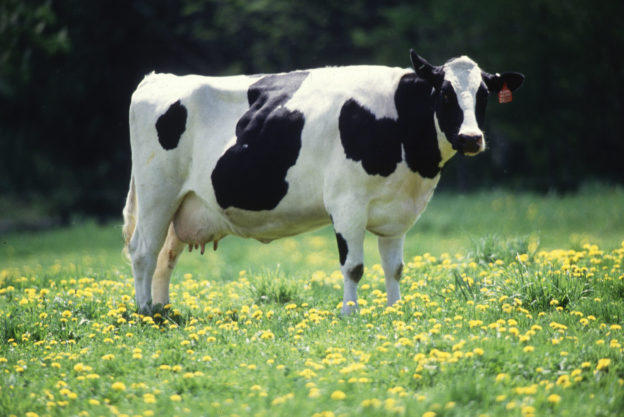 【牛奶污染】美国零售牛奶 20% 污染，专家：牛群 H5N1 恐大规模爆发