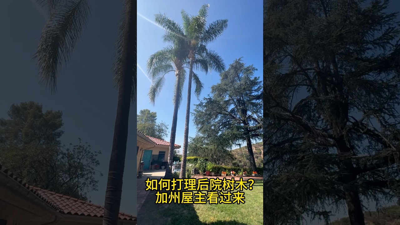 加州屋主注意⚠️后院树木务必定期打理❗️