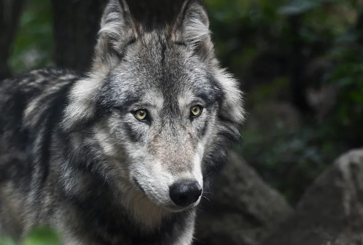 【野放狼源】美國狼再次偉大？川普政府要求科羅拉多州野放狼源只能是美國