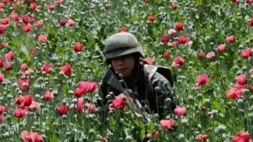 【神秘農作物】槍口下的農田？揭秘中國最神秘的「農作物」：武警24小時持槍保護