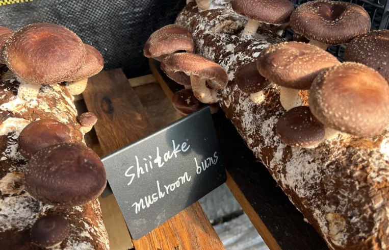 【信仰】一颗闪光的事业心｜光环密宗