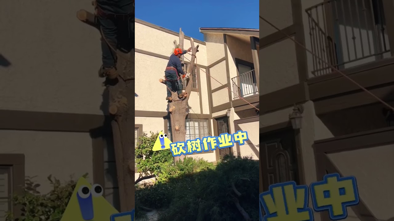 加州居民注意⚠️院子里的这种树务必砍掉‼️