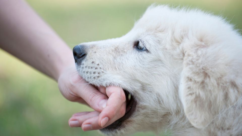 ⭐【邓洪説法】超越咬伤：被狗扑倒或受伤但未被咬伤时的索赔与举证策略 |  Deng Law Center