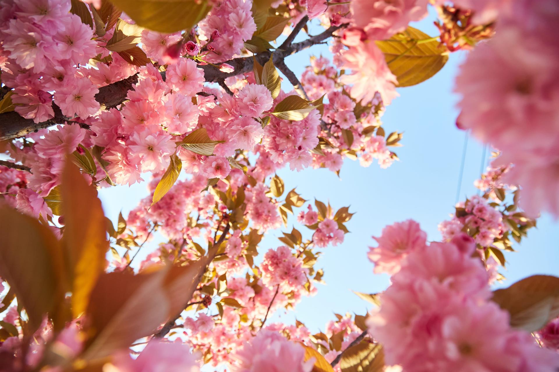 洛杉矶进入樱花季 多处花园与公园迎来最佳观赏期