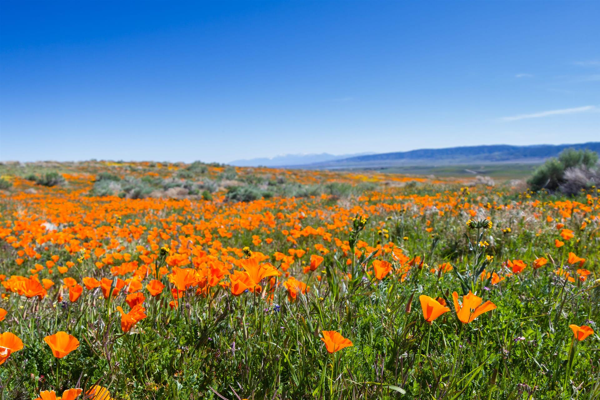 南加州进入春季野花期 3月赏花地图