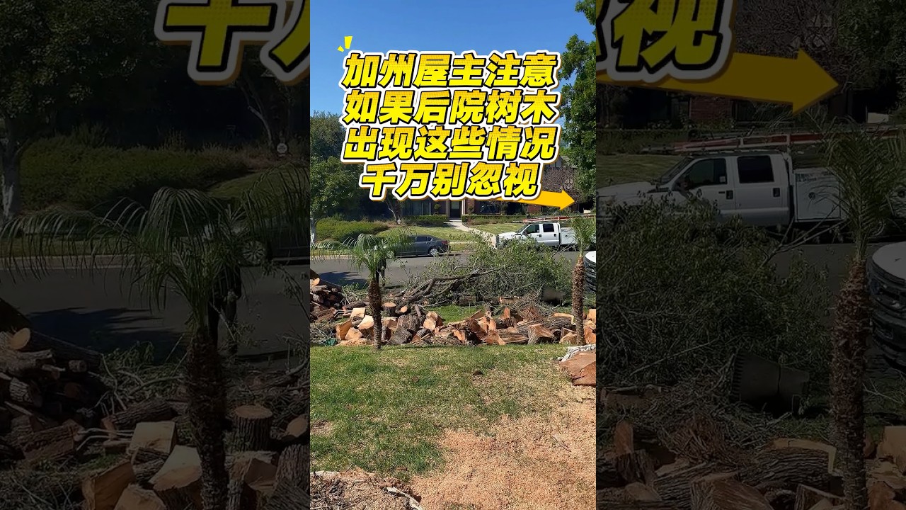 后院数木是否健康❓出现这种情况勿忽视❗️