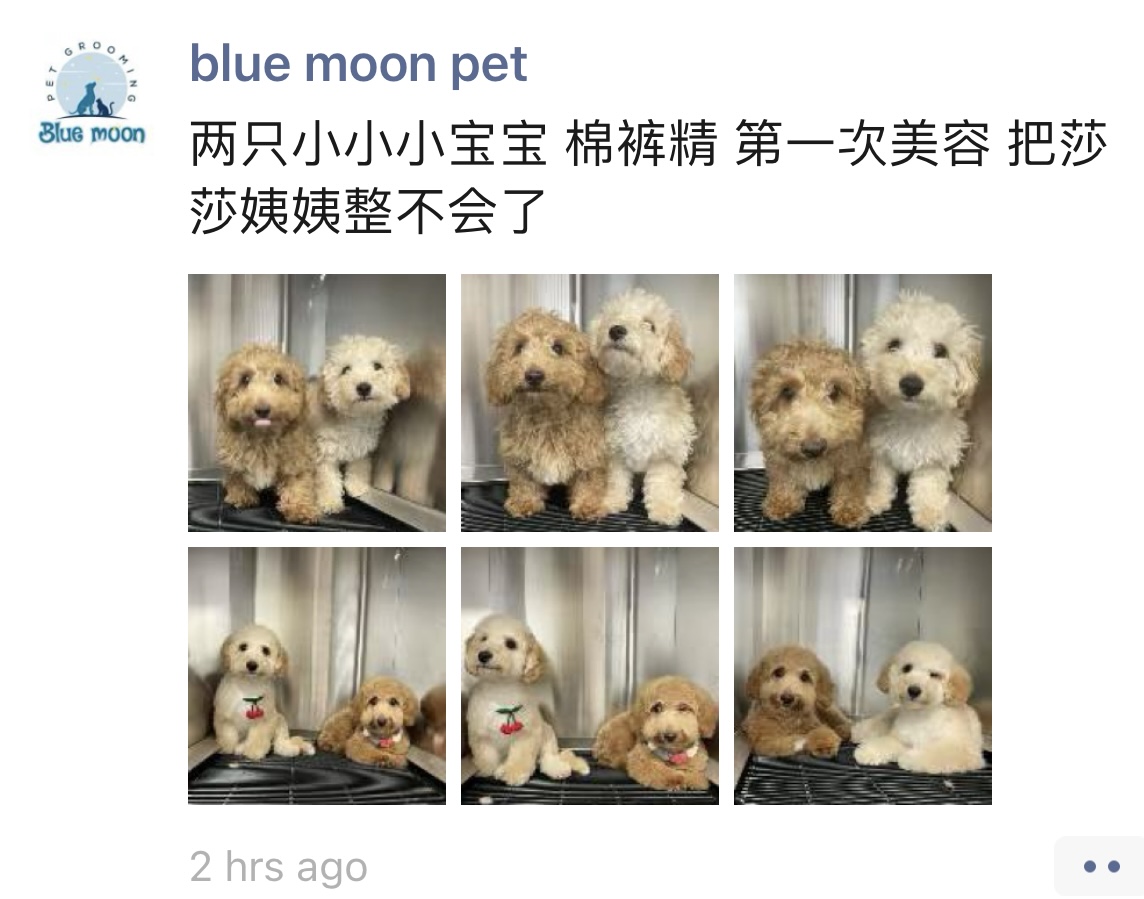  【生活】Blue Moon Pet Grooming | 洛杉矶宠物美容商