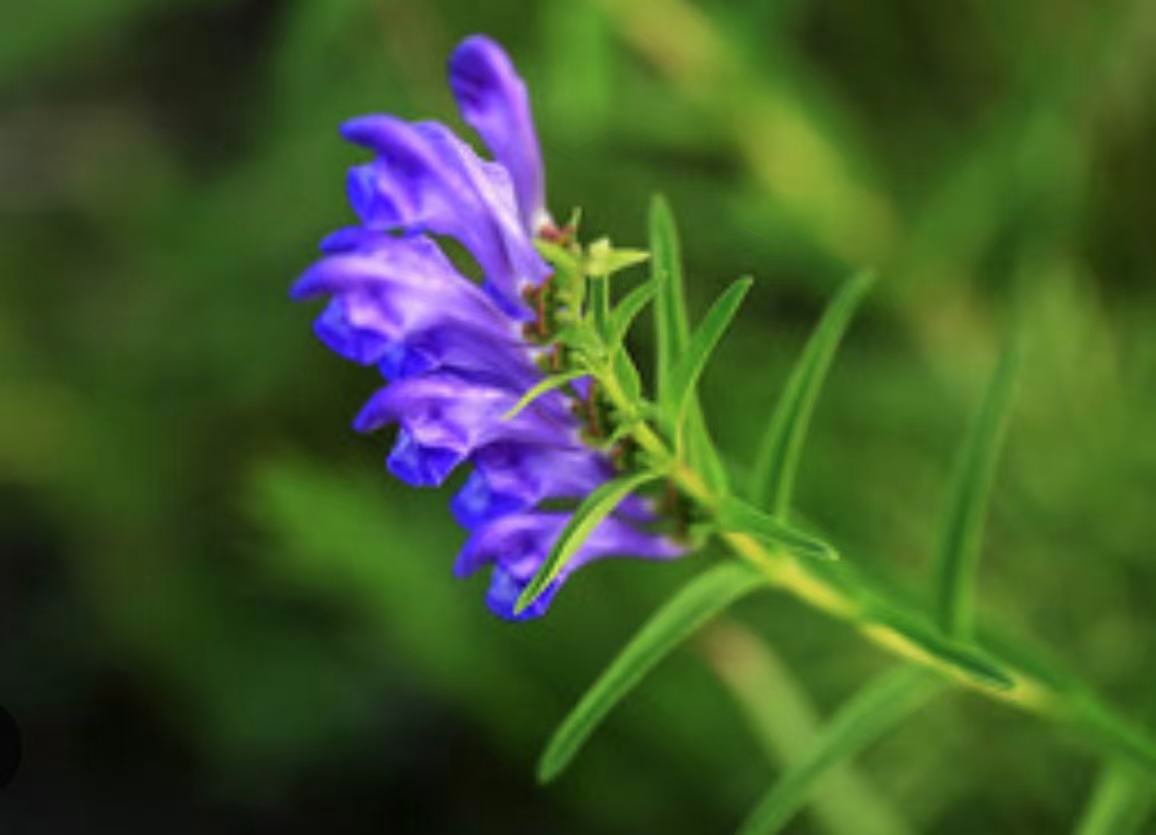 论黄芩止血 — 从经典到临床：热中、伏热、胞热及肿瘤失血的辨证应用