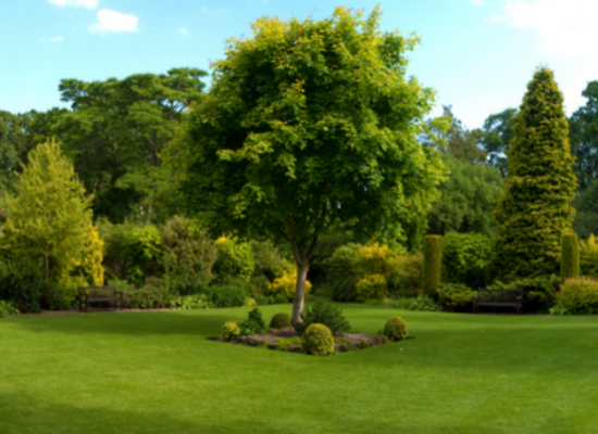 【砍树服务】特殊砍树Special Tree Service专精树木庭院及草坪清理服务