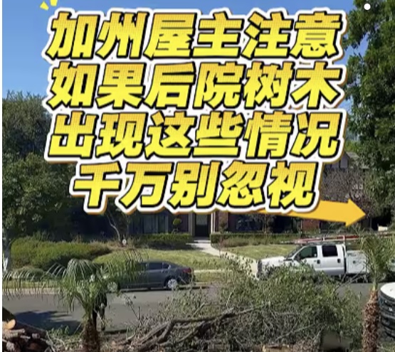 【CCYP茶间热话】后院数木是否健康？出现这些情况千万别忽视！｜特殊砍树