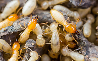 【先鋒殺蟲公司】專精白蟻，蟑螂，螞蟻，蜘蛛，蟎蟲等各種害蟲