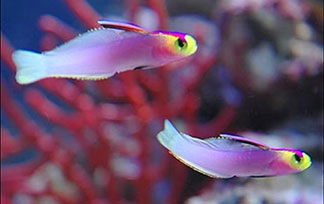 魚門望族水族館 專業經營各類觀賞魚零售買賣