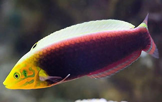 魚門望族水族館觀賞魚及周邊產品零售買賣