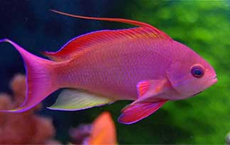 魚門望族水族館：Lyretail Anthias 印尼藍眼海金魚