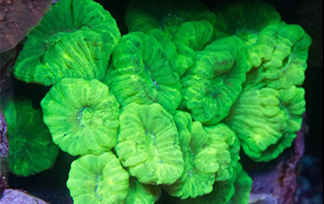 魚門望族 打造一個水族世界