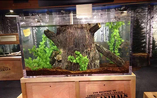 魚門望族水族館提供各式各樣的魚缸批發