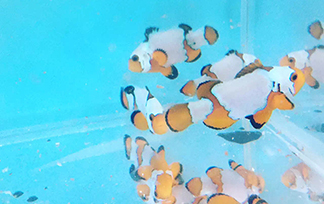 魚門望族水族館：小丑魚系列