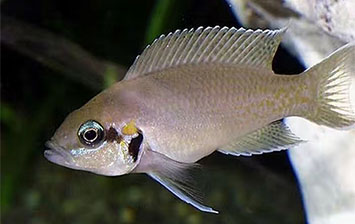 魚門望族水族館：布隆迪王子 - 仙女鯛