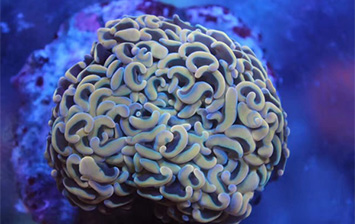 魚門望族新貨抵達歡迎參觀選購！