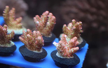 魚門望族水族館硬骨珊瑚歡迎參觀選購！