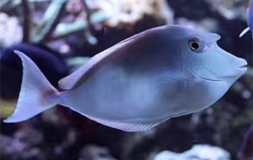 魚門望族水族館 新貨到（二）