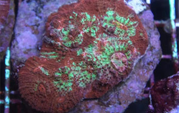 魚門望族水族館 新進珊瑚！